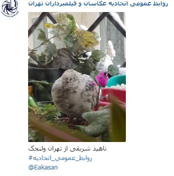 عکاس ناهید شریفی جشنواره عکس زمستانی 1396 اتحادیه عکاسان و فیلمبرداران تهران